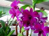 Hawaii Orchid